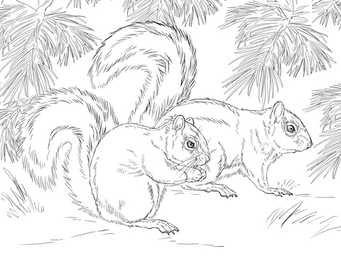 Mexican Fox Squirrel Coloring Page